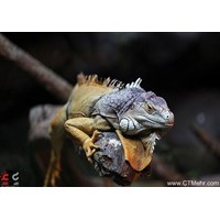 باغ خزندگان ناژوان اصفهان استان اصفهان