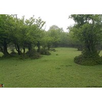 جنگل نقله بر گیلان