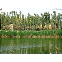 تالاب کیاکلایه گیلان