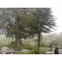بقعه پیر قطب الدین آستارا گیلان
