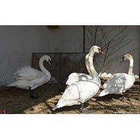 باغ پرندگان آستارا  گیلان