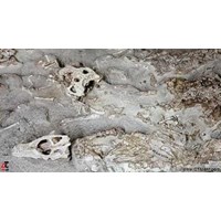 آثار و بقایای دایناسورها کرمان