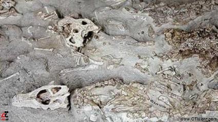 آثار و بقایای دایناسورها کرمان