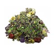 دمنوش چند گیاه سرماخوردگی 105 گرمی