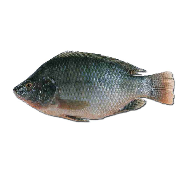 ماهی تیلاپیا تازه