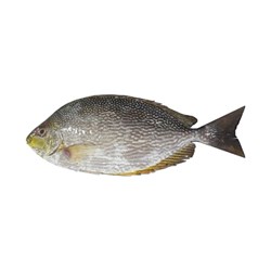 ماهی صافی تازه