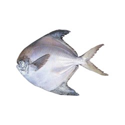ماهی زبیدی تازه 250 گرمی