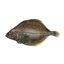 ماهی کفشک شیلاتی تازه 1500 گرمی