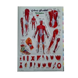 برچسب کودک آموزشی طرح اعضای بدن مدل ماهیچه ها سایز A4