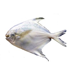 ماهی حلوا سفید کاغذی 1000 گرمی